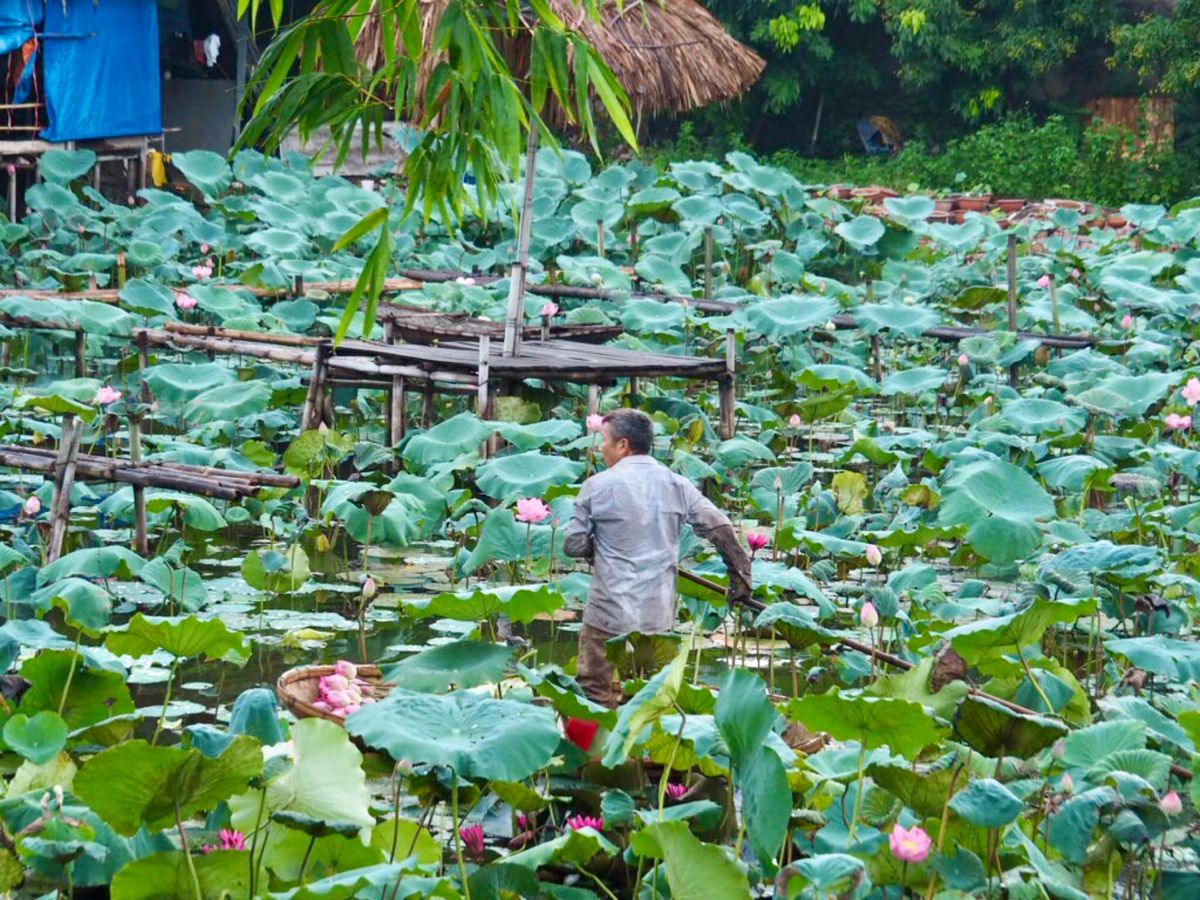 蓮の広がるハノイ西湖

6月下旬は蓮の花が咲く季節。
ハノイ市内でもベトナ...