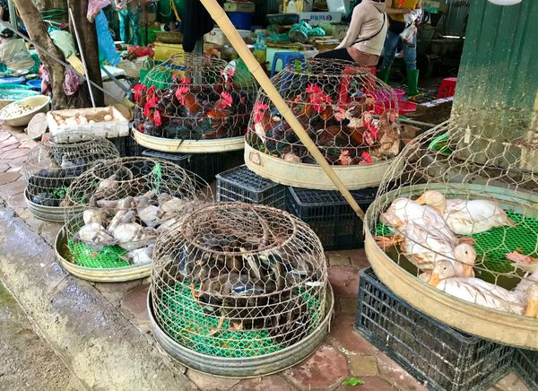 ベトナム・ハノイ「ベトナムハノイで暮らす日々　〜旅するように暮らしたい〜」の写真：ハノイはソフトロックダウンでレストランも...