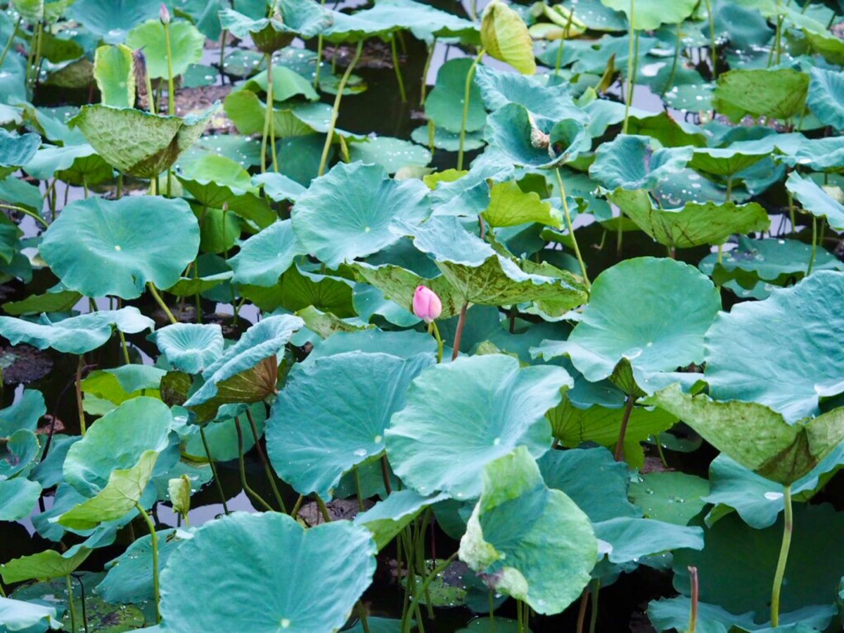 蓮の広がるハノイ西湖

6月下旬は蓮の花が咲く季節。
ハノイ市内でもベトナ...