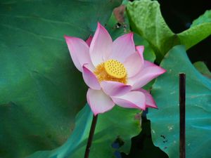 ハノイの池に咲く蓮

昨日はタイ湖に蓮を見に行ったけど、花が開く前に刈り取...