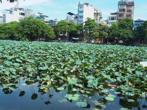 ハノイの池に咲く蓮

昨日はタイ湖に蓮を見に行ったけど、花が開く前に刈り取...