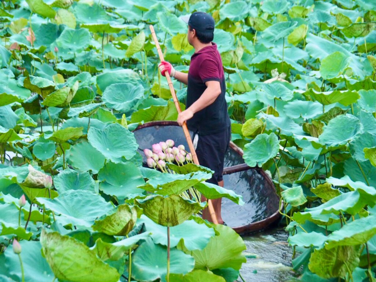 蓮の広がるハノイ西湖

6月下旬は蓮の花が咲く季節。
ハノイ市内でもベトナ...