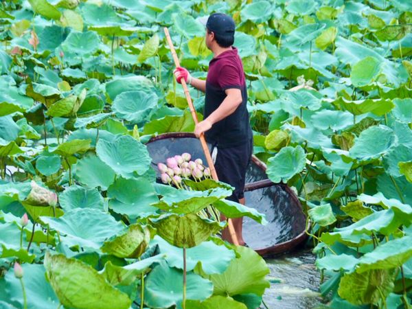 ベトナム・ハノイ「ベトナムハノイで暮らす日々　〜旅するように暮らしたい〜」の写真：蓮の広がるハノイ西湖

6月下旬は蓮の花...