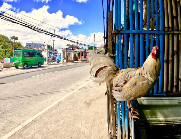 フィリピン・セブ島「セブ島で再会」の写真：ストリート