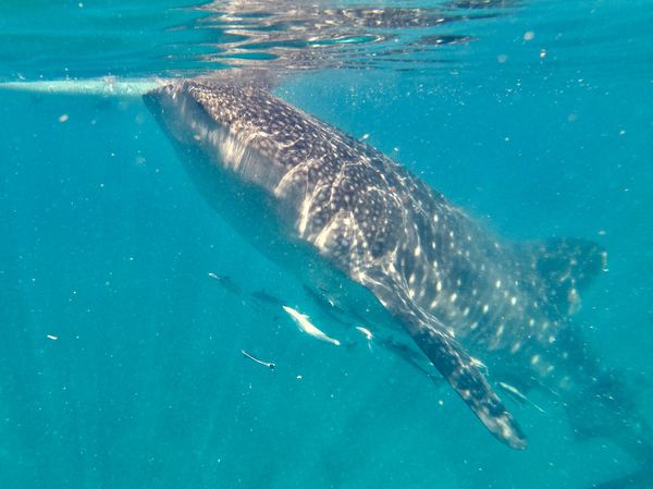 フィリピン・セブ島「セブ島で再会」の写真：ジンベイザメウオッチング