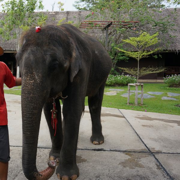 タイ・バンコク「微笑みどころではない、楽し過ぎる、タイの旅🇹🇭」の写真：タイでは象と触れ合える機会を何回かもてま...