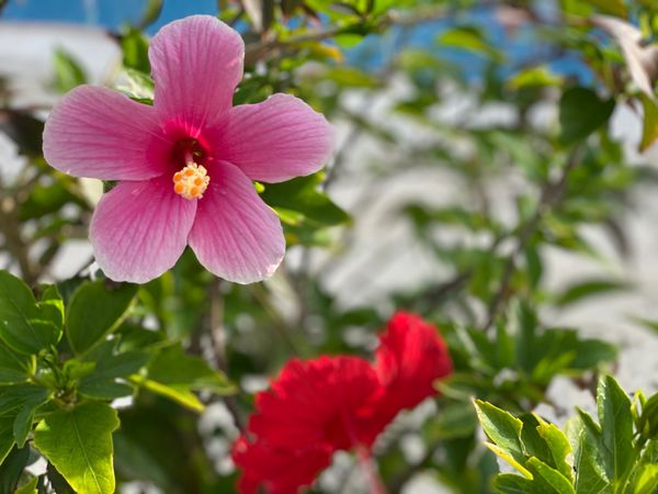 日本・石垣島「石垣島家族旅行2019」の写真：台風の中、急遽高松空港から那覇経由で石垣...