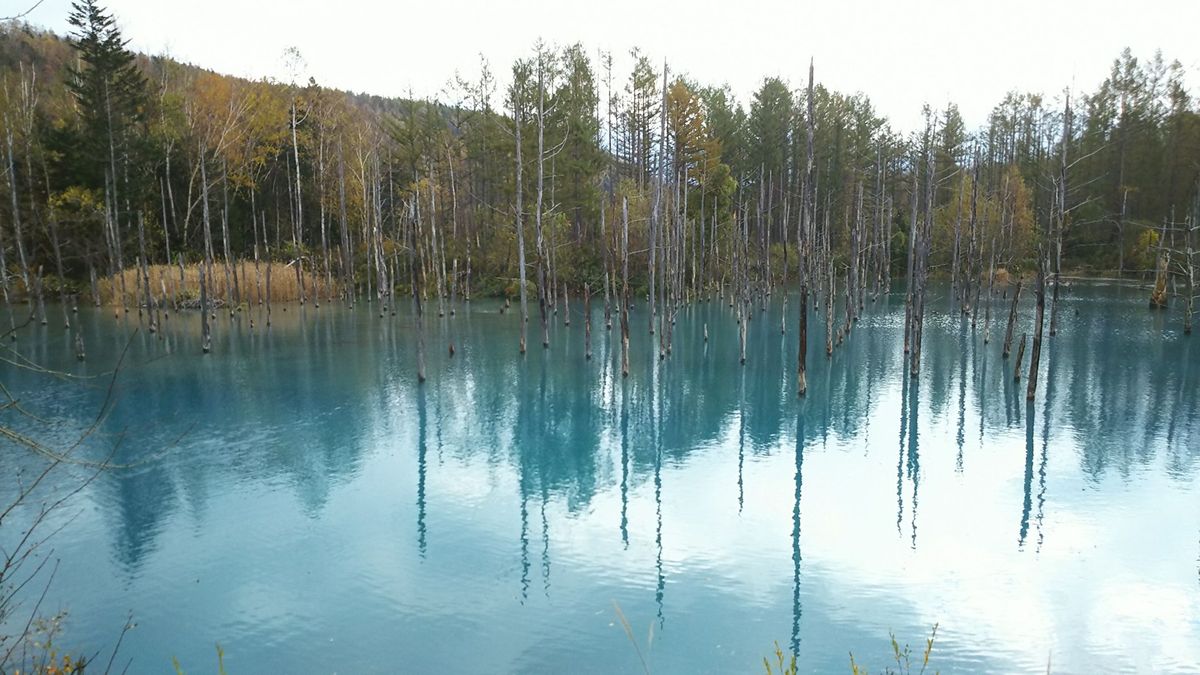 美瑛町にて
日産スカイラインのCMに使われたケンとメリーの木🌲
北海道では...