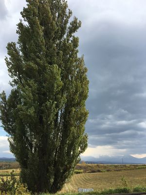 美瑛町にて
日産スカイラインのCMに使われたケンとメリーの木🌲
北海道では...