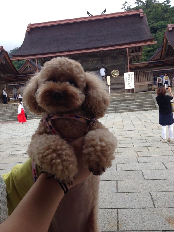 日本「犬と行く国内旅行」の写真：出雲大社。
境内はペット可でした。
二手...