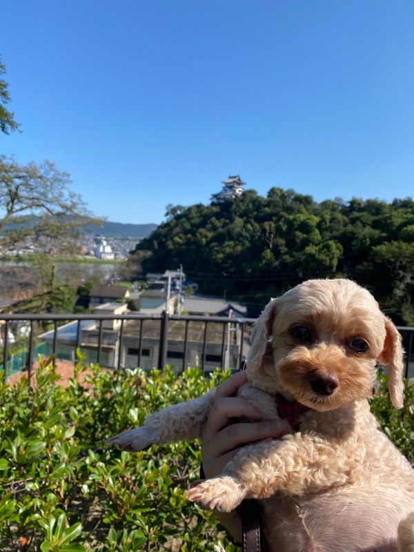 日本「犬と行く国内旅行」の写真：犬山城！
ずっと食べたかった恋小町だんご...