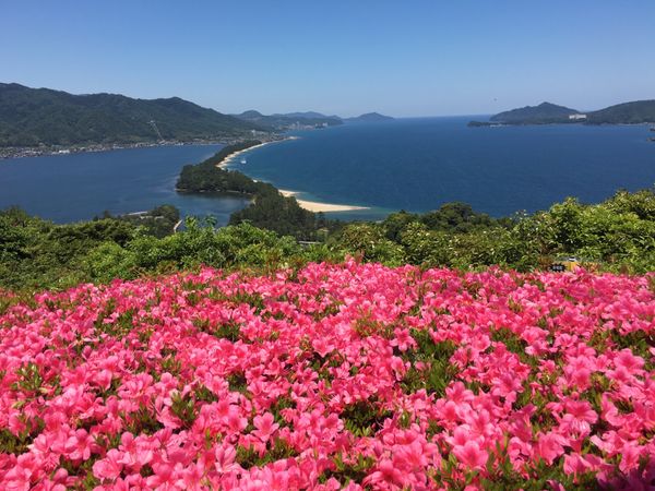 日本「犬と行く国内旅行」の写真：天橋立。ビューランドの方だと思います。
...