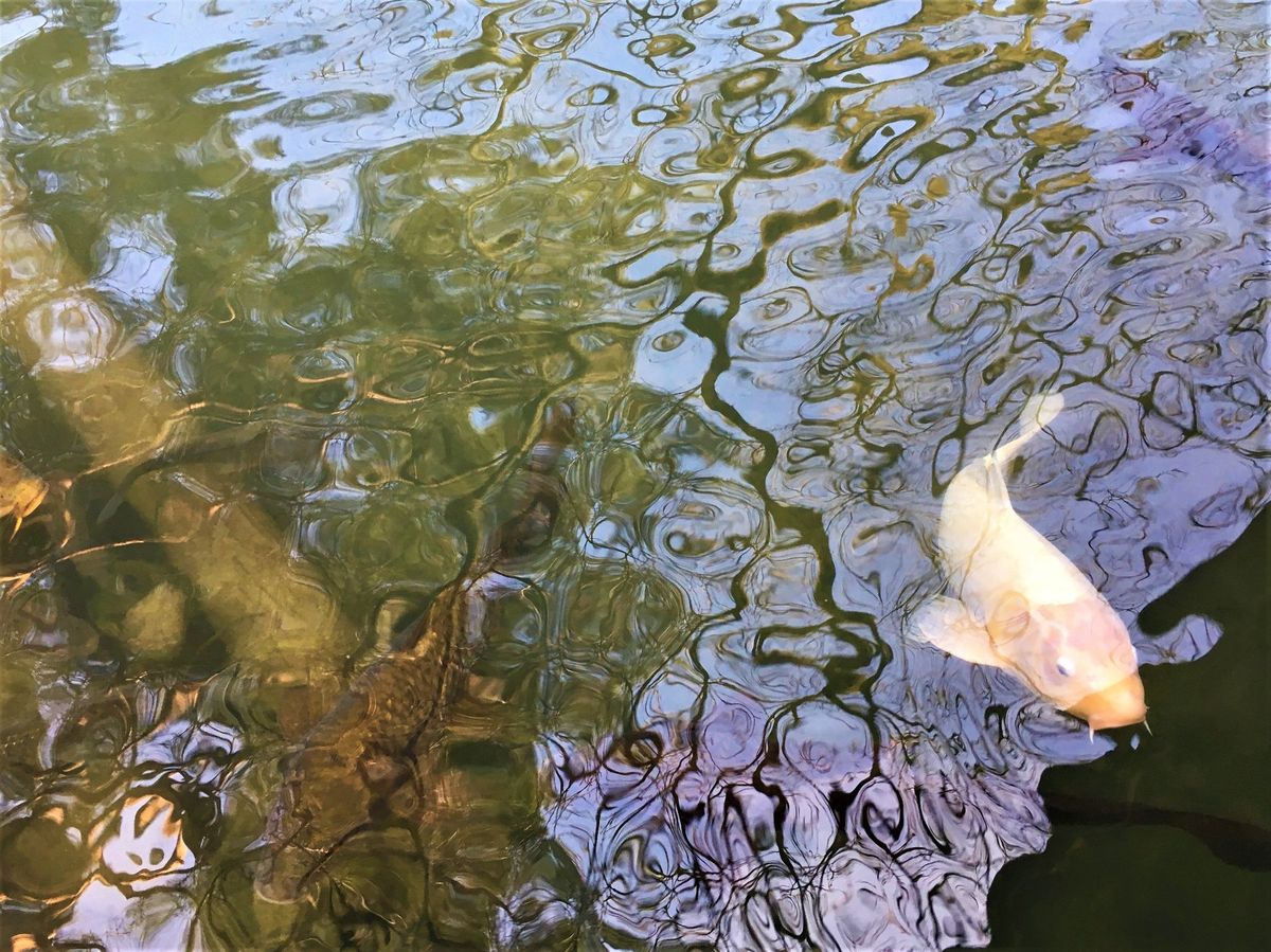 兼六園オフショット✌️
*
1枚目→池の鯉が可愛かったので笑
2枚目→金箔...