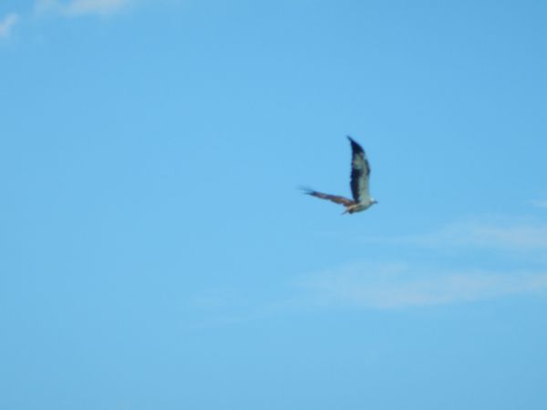マレーシア・ランカウイ島「ランカウイ島でのんびり」の写真：鷹の餌付け🦅
ひっきりなしにやってくる