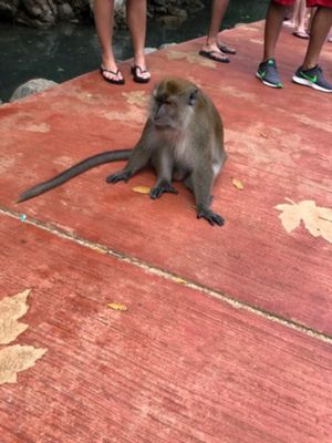 ランカウイ島周辺の島を巡る旅で出会ったお猿さん
観光客の荷物を狙うので注意