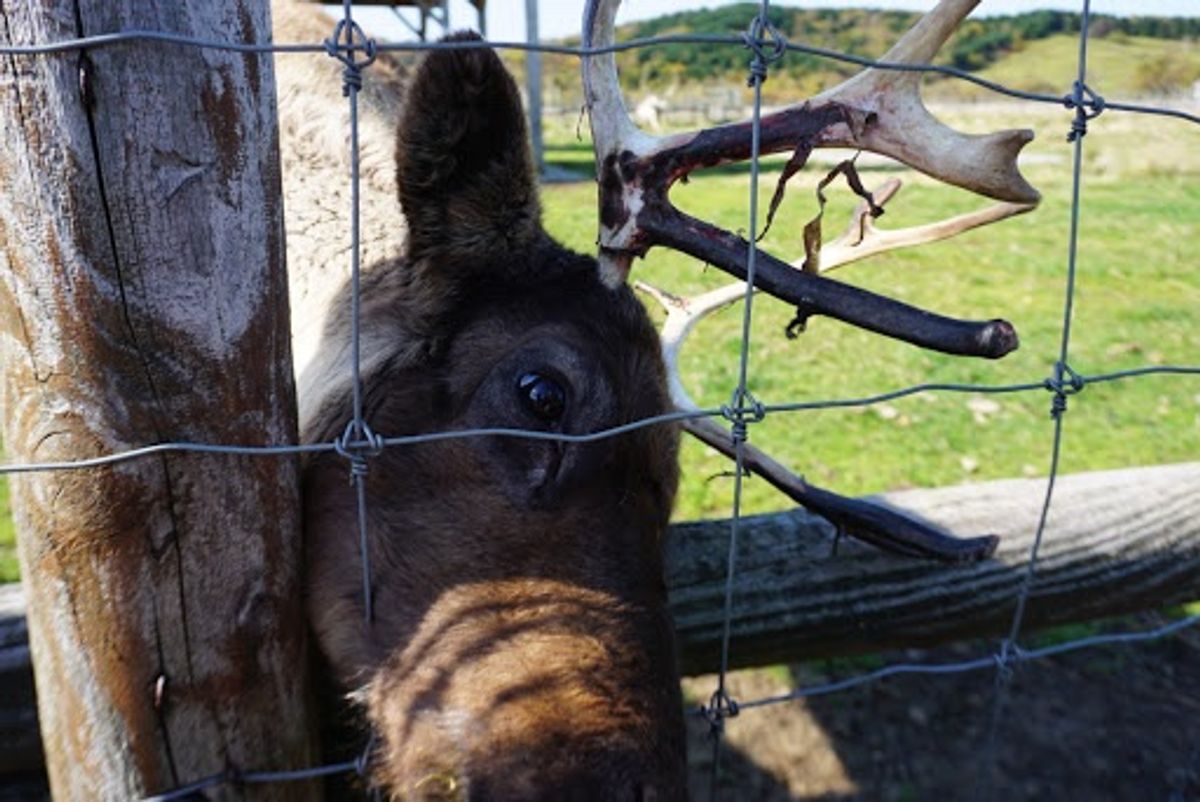 トナカイ初めて見たかも
餌を買って食べさせました
スタッフもいないし開...