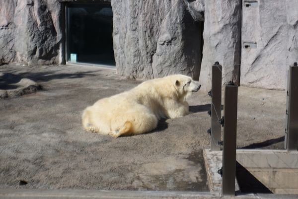 日本・北海道「北海道旅行(稚内〜旭川)」の写真：写真がないけど、旭川空港近くのジェラート...