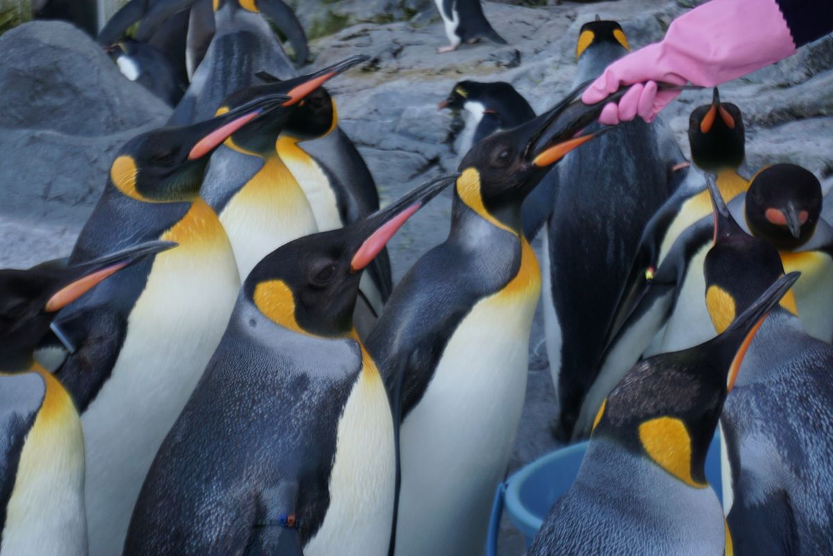 🐧