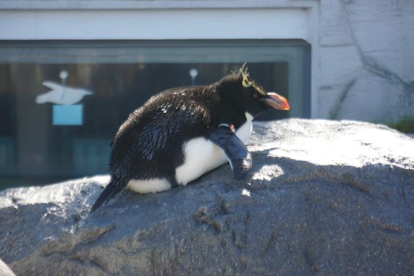 日本・北海道「北海道旅行(稚内〜旭川)」の写真：🐧