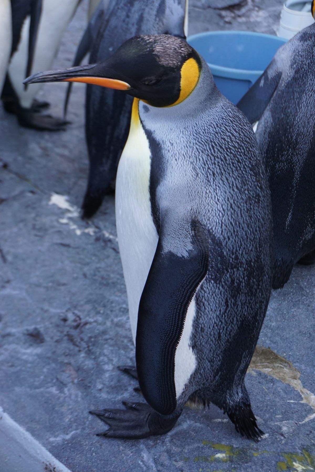 🐧