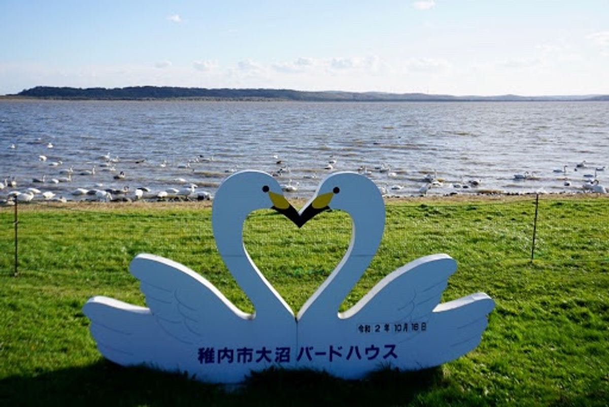 稚内市大沼バードハウス

この日は1,158羽の白鳥が来たそうです。...