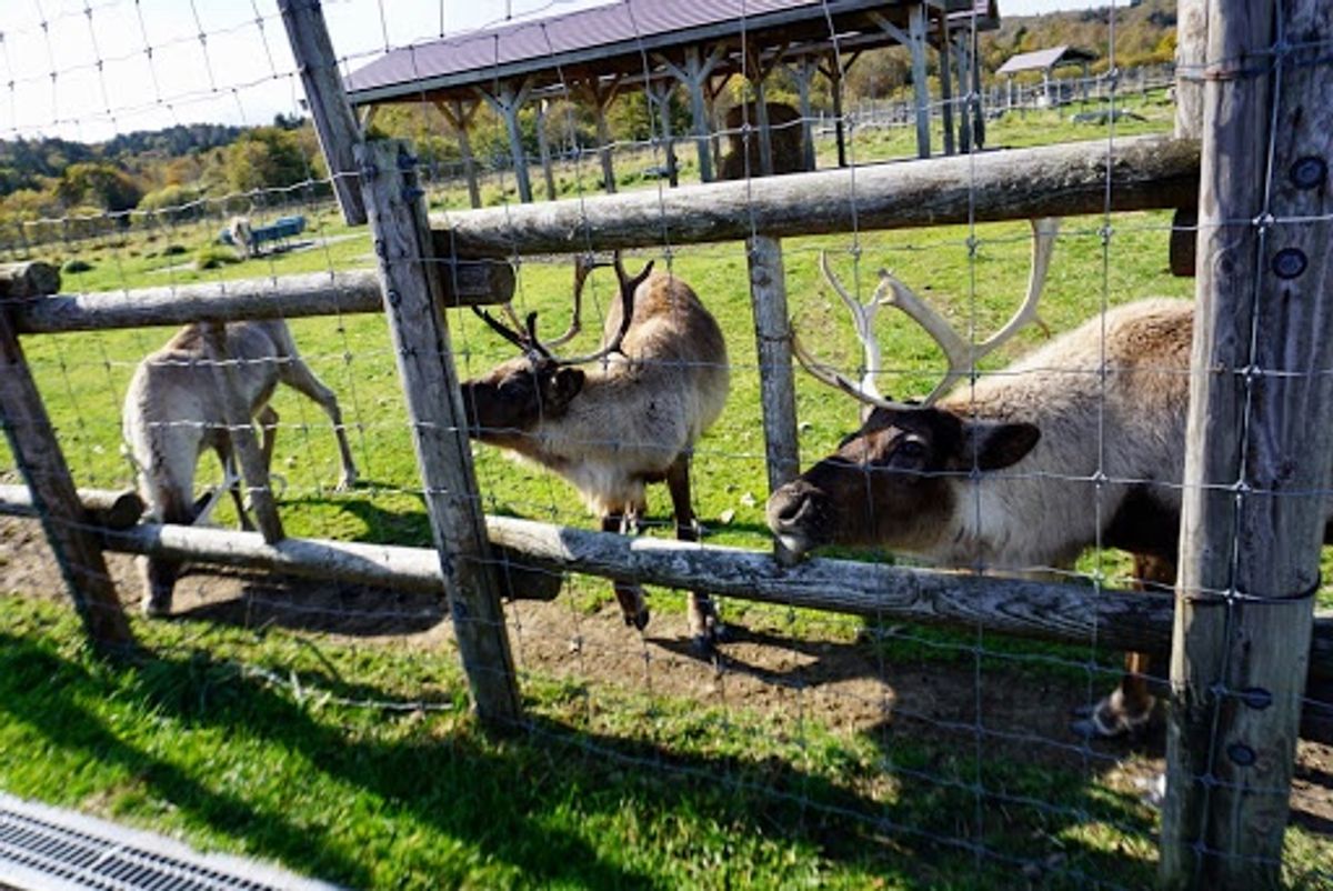 トナカイ初めて見たかも
餌を買って食べさせました
スタッフもいないし開...