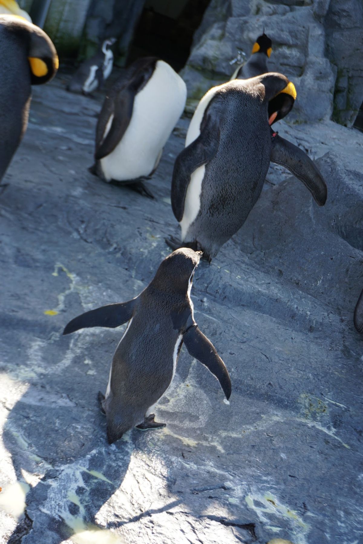 🐧