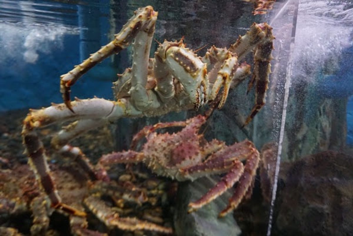 閉館間際で駆け足でまわった稚内市立ノシャップ寒流水族館