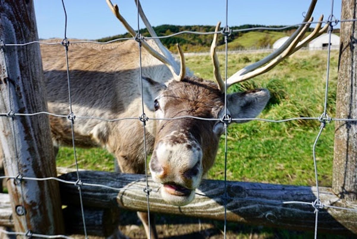 トナカイ初めて見たかも
餌を買って食べさせました
スタッフもいないし開...