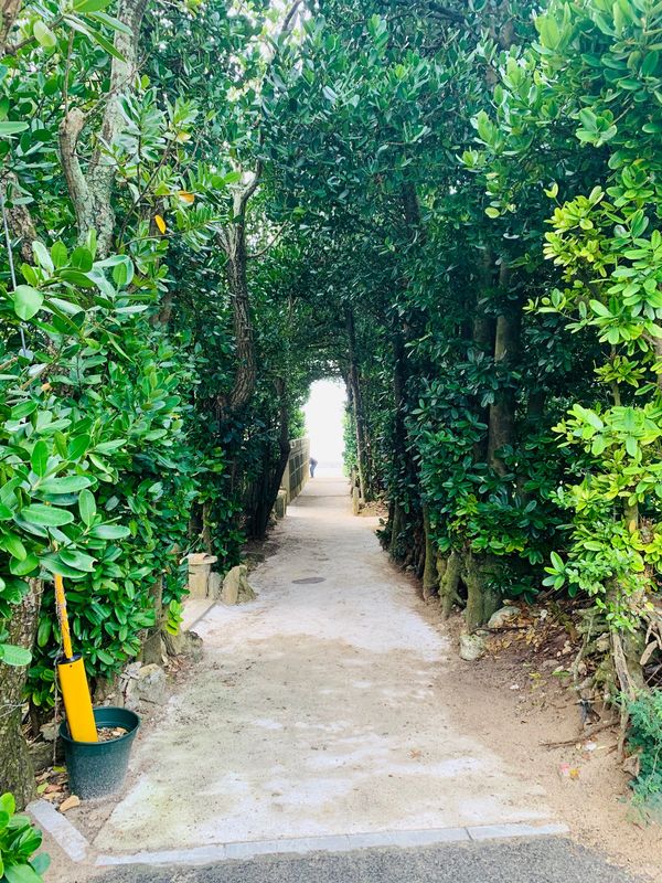 日本・沖縄「2019年2度目の沖縄」の写真：備瀬のフクギ並木、古宇利大橋、ハートロッ...