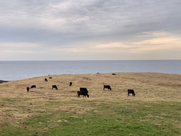 日本「🇯🇵長崎🇯🇵出張 4日間」の写真：２日目☁️