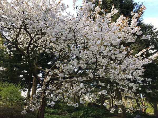 ドイツ・ハンブルク「ハンブルク　日帰りボタニッシャーガーデンとノイシュタット」の写真