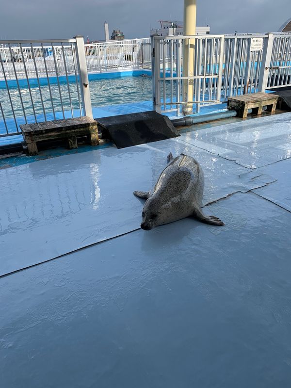 日本・網走「北海道網走で流氷はまだ先ですよ」の写真：アザラシさん
頭良いよね