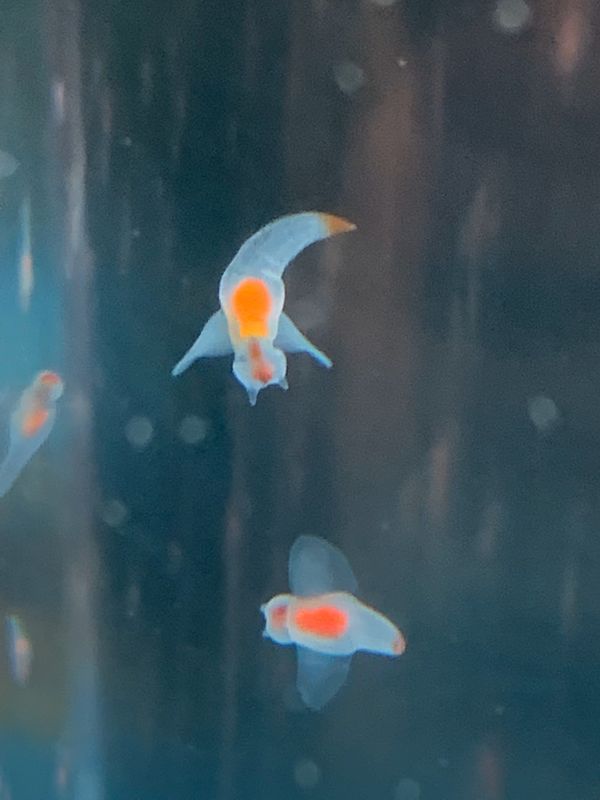 日本・網走「北海道網走で流氷はまだ先ですよ」の写真：クリオネ初めて見た