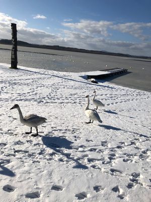 白鳥たくさん