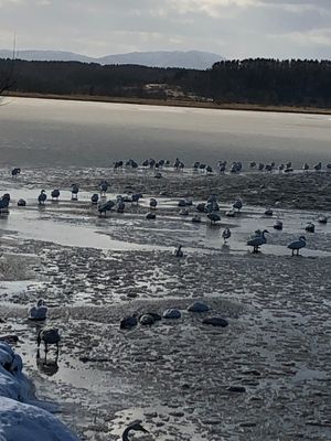 白鳥たくさん