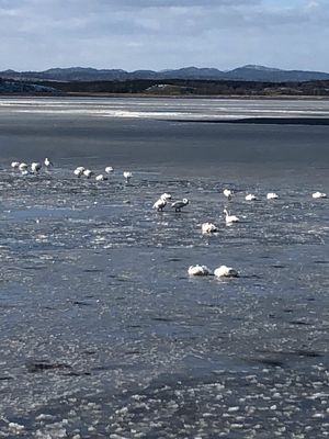 白鳥たくさん