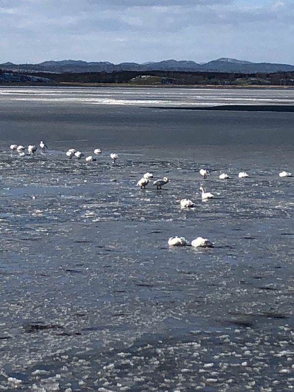 日本・宗谷岬「北海道最北端到達の旅」の写真：白鳥たくさん