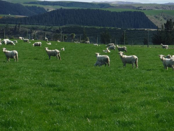 ニュージーランド・テカポ湖「New Zealand(South Island) ＆ Australia(Uluru、Sydney)」の写真