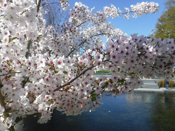 ニュージーランド・テカポ湖「New Zealand(South Island) ＆ Australia(Uluru、Sydney)」の写真