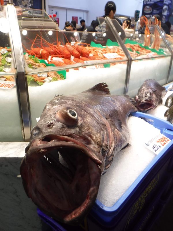 オーストラリア連邦・ロックス「New Zealand(South Island) ＆ Australia(Uluru、Sydney)」の写真