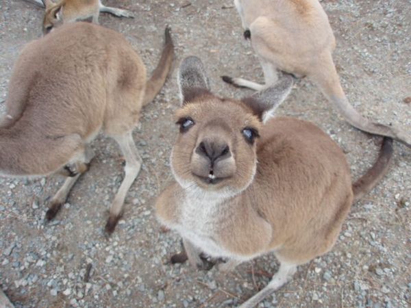 オーストラリア連邦・パース「パース」の写真：ワイルドライフパーク