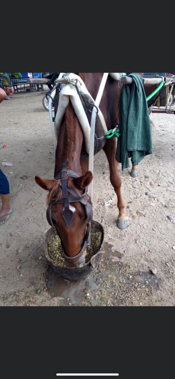 ミャンマー・ポッパ山「バガン旅行」の写真
