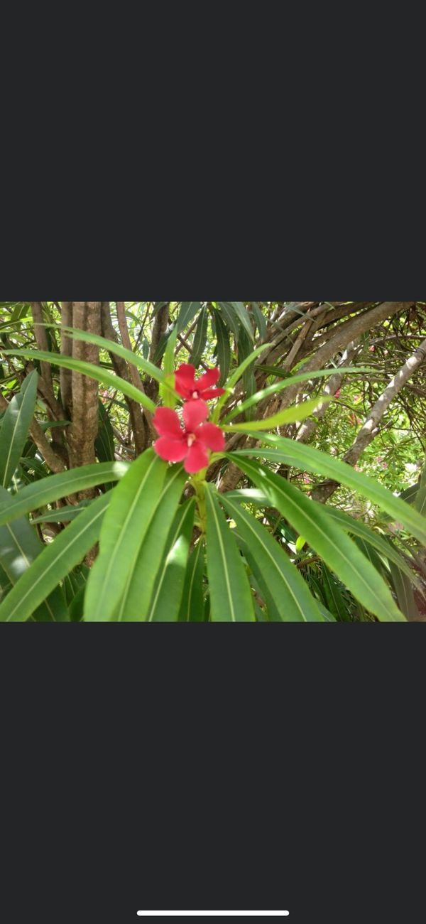 ミャンマー・ポッパ山「バガン旅行」の写真