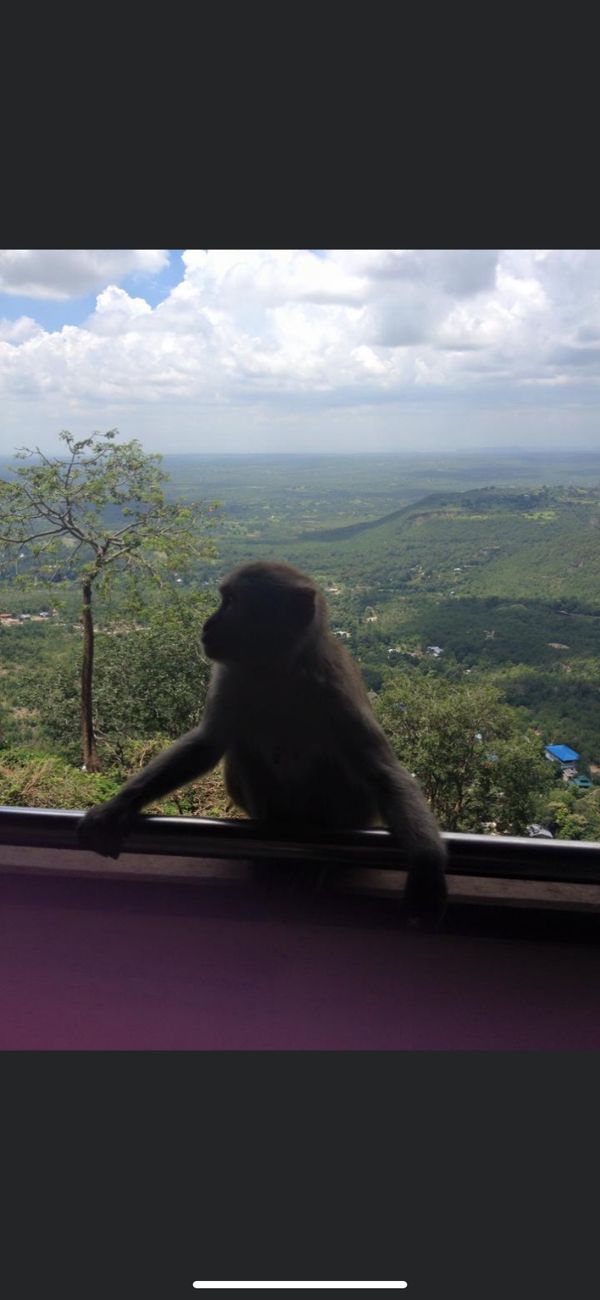 ミャンマー・ポッパ山「バガン旅行」の写真
