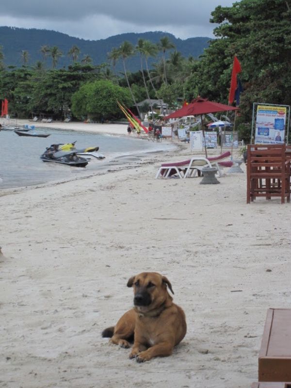 タイ・サムイ島「タイ　豪雨期のサムイ島へ」の写真：ここしか休めず豪雨期のサムイ島へ。だいた...