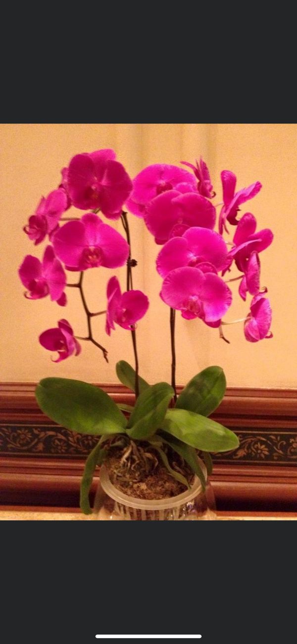 ミャンマー「ヤンゴン」の写真