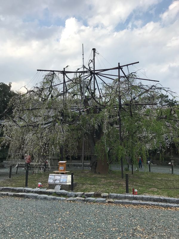 日本・愛知県「お花見　野依八幡社枝垂れ桜」の写真