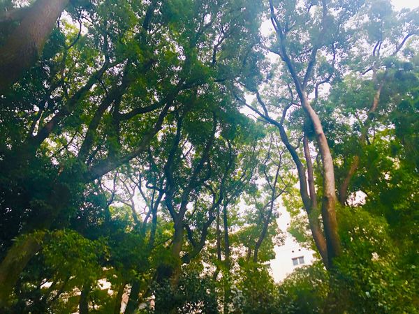 日本・宝塚「1日目 兵庫県」の写真：生田神社2⛩
神社の中に小さな森があって...