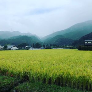景色